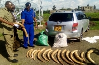INTERPOL-WCO Operation Thunderball : elephant tusks (Oloxodanta Africana) seized by Kenya Wildlife Service during field patrols